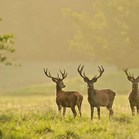 Haus Siggi Ferienhaus Braunlage