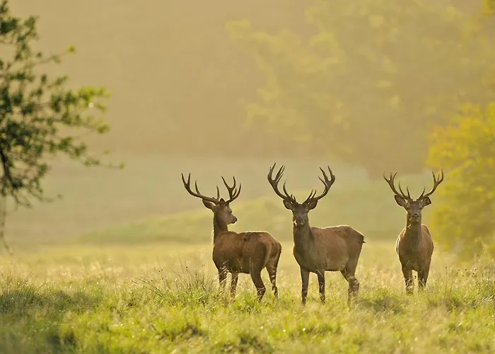 Haus Siggi 別荘 ブラウンラーゲ